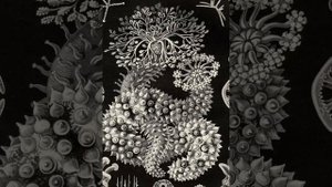 Kunstformen der Natur Красота Форм в Природе
