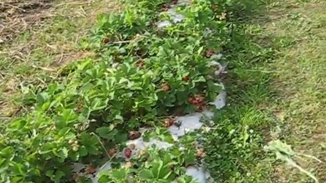 Земляника полка ЯГОДЫ В НАШЕМ САДУ смотреть онлайн