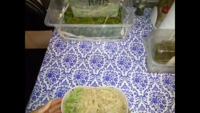 Как сохранить мох сфагнум для Орхидей в зиму , и не потерять его свойства . смотреть онлайн