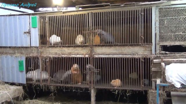 Диета для нутрий или сколько выдержит нутрия без еды смотреть онлайн