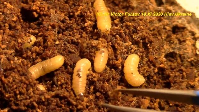 Чем и Как Питаются Гусеницы Южной плодовой моли Plodia interpunctella (Pyralidae) на кухне? смотреть онлайн