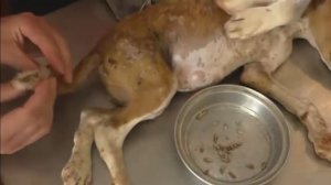 Попробуй посмотреть! Едят заживо! Щенок с опарышами под кожей! Это жесть!