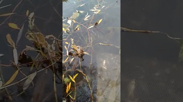 Зарыбление водоёма сазаном и карасем. смотреть онлайн