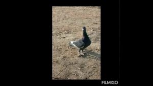 ГОЛУБИ АДАНА  ((Пикирующий))