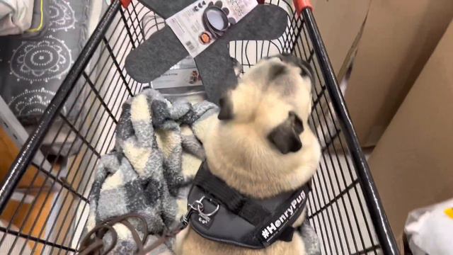 Pug goes Christmas Present shopping смотреть онлайн
