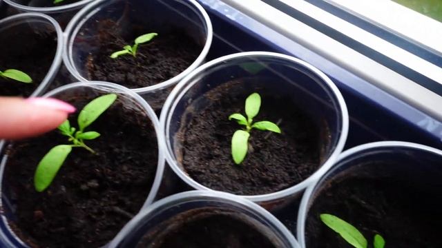 VLOG??ЗАВАРИЛА КАШУ?!!! ЗАЧЕМ СТОЛЬКО ТО! Как научиться мыслить позитивно #123go смотреть онлайн