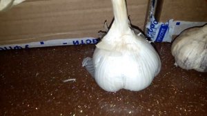 Посылка с рокамболь и гигантским луком шалотом...как спасти чеснок от гнилей..