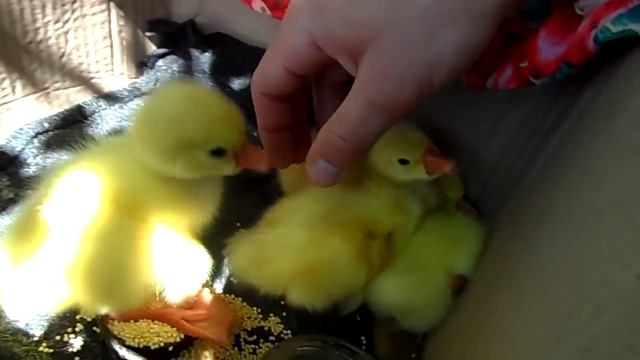 Маленькие желтые суточные гусята. Small yellow goslings daily смотреть онлайн