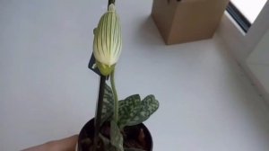 Пафиопедилум Мауди уход и цветение.Paphiopedilum maudiae