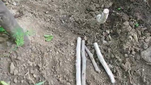 Хурма "Россиянка" от Orangeislend / 2 года напрасных ожиданий... смотреть онлайн