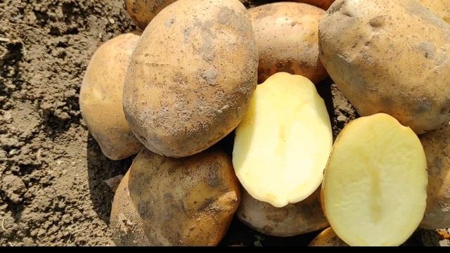 Сорт картофеля Уладар смотреть онлайн