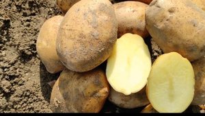 Сорт картофеля Уладар