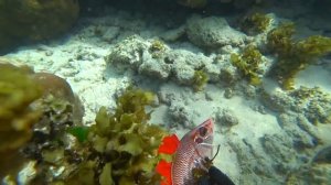 Выживание на Сейшелах [Часть-2] Подводная охота в океане Гавайка из спиц мотоцикла