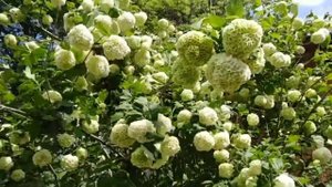 Ой, цветет калина... Народная песня. Калина Буль де Неж. 8 мая 2020.