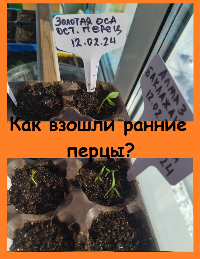 Как взошли ранние перцы, посеянные 12 февраля? Всё отлично, скоро буду пикировать!