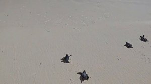 Sea Turtle Rescue Center, Cayo Largo, Cuba. Выпуск черепах