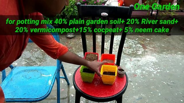 Areca palm potting soil to grow in indoor смотреть онлайн