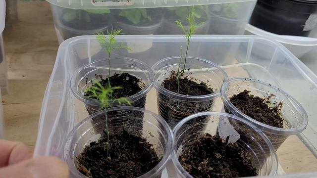 КОЛЕУСЫ , КАКТУСЫ, АСПАРАГУСЫ, ГЕРАНЬ, БЕГОНИИ рост сеянцев 28.03.22 смотреть онлайн