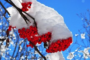 #РЯБИНОВЫЕ БУСЫ!!!! КРАСОТА!!!!