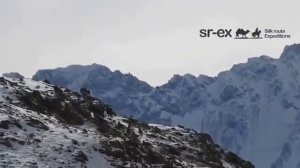 Шикори бузи кухи