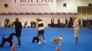 выставка собак г.Нижний Новгород