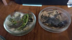 Испытания Paecilomyces fumosoroseus и Metarhizium anisopliae на насекомых