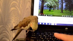 Ломает клавиатуру на ноуте