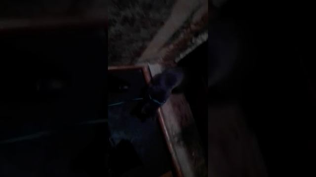 Первый раз одела на кота поводок смотреть онлайн