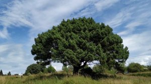 Красота русской природы. Реликтовая иванищевская сосна.