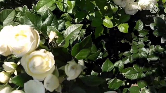 Роза Artemis для каждого сада. смотреть онлайн