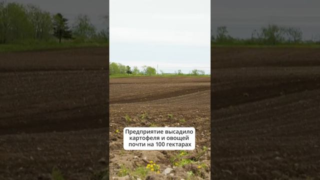 Высадили картофель и овощи. На Сахалине завершается большая посевная  #сахалин #посевная
