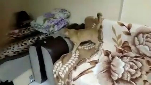 Мачо с ранчо😆 С 1 днём весны 2020. Кот Василий и цвергпинчер Валиде. смотреть онлайн