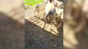 Перевозка овец из Европы! Племенные бараны и овцы! Карантин животных! Овцеводство, как бизнес!