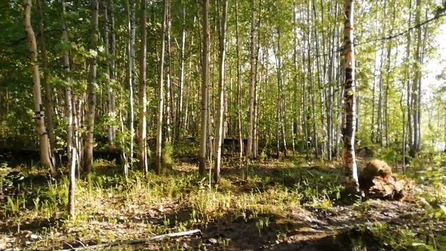 Начало лета.  На реке Аган г. Радужный ХМАО _ ЮГРА