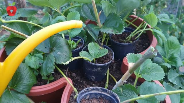 Lagan način razmnožavanja jagoda da prve godine berete obilje plodova смотреть онлайн