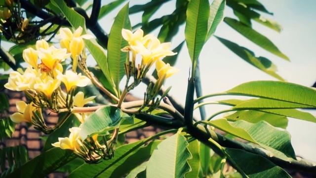 Sony NEX 5T - Cinematic Test смотреть онлайн