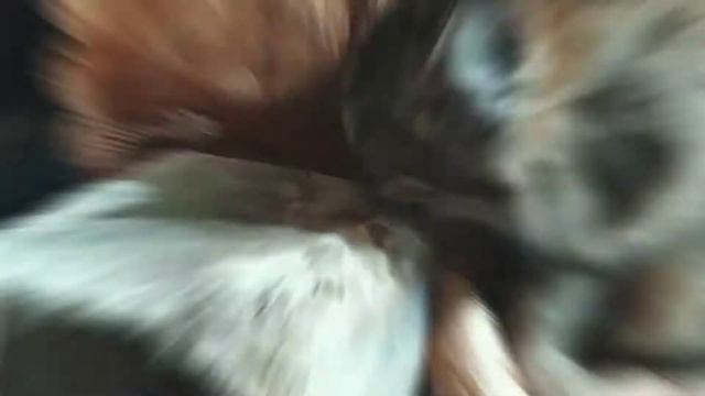 Кот лижет кирпич смотреть онлайн