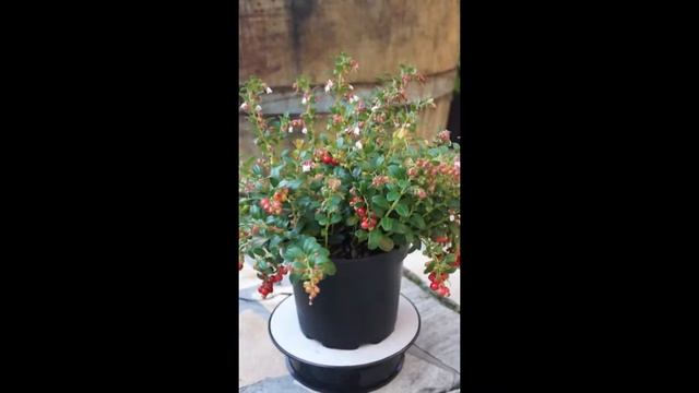 Vaccinium vitis idaea Fireballs смотреть онлайн