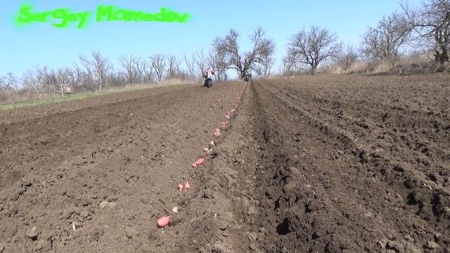 ➤ПОСАДКА КАРТОФЕЛЯ 2018