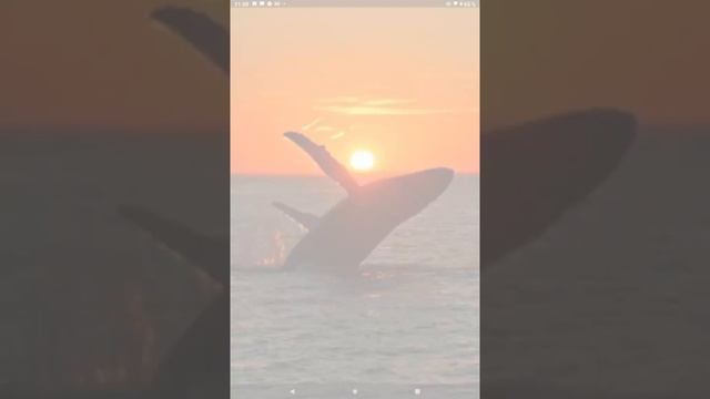 Голубой КИТ - самое крупное млекопитающее смотреть онлайн