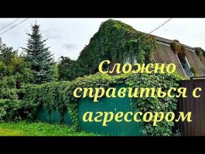 НЕ МОГУ ИЗБАВИТЬСЯ.Все заросло.АГРЕССИВНЫЕ растения.Такой декор делали 30 лет назад.