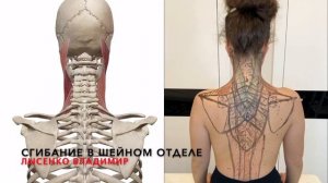 Как происходит сгибание и разгибание в шейном отделе позвоночника. Анатомия 3D