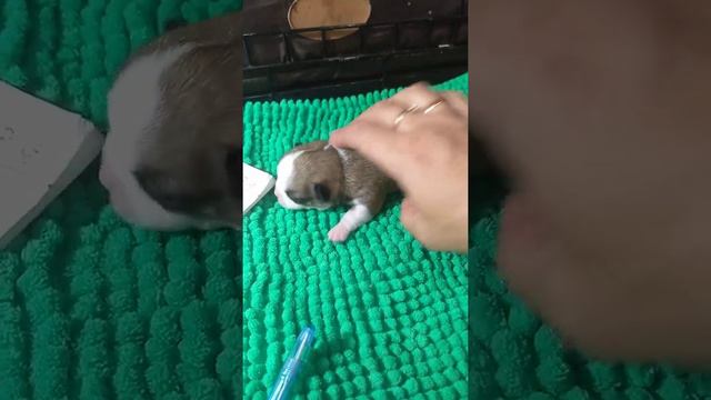 7 дней щенкам чихуахуа взвешивание
