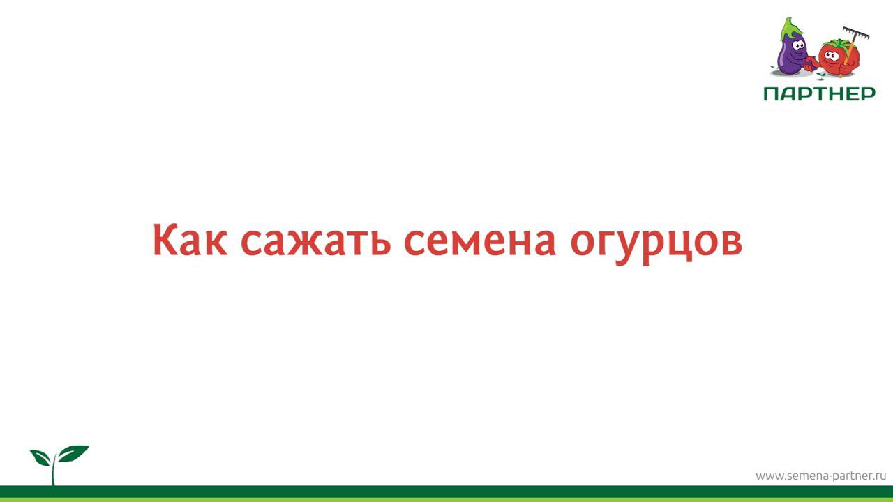 Как сажать семена огурцов