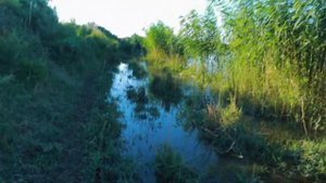 Рыбалка с рогаткой,  ведро рыбы,  амуры танцует перед камерой?