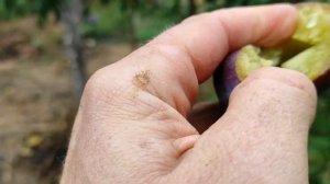 Слива "Анна Шпет"