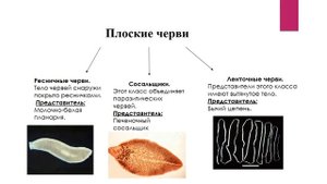 Черви. Плоские черви.Круглые черви. Кольчатые черви. Биология. 7 класс.