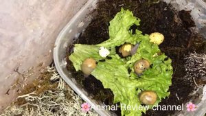 Улитка заболела.Вылупились улитки. Архахатина Маргината Иктерика голд.