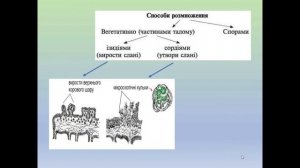 Біологія 6.Лишайники. Будова лишайника. Види лишайників. Фікобіонт та мікобіонт.