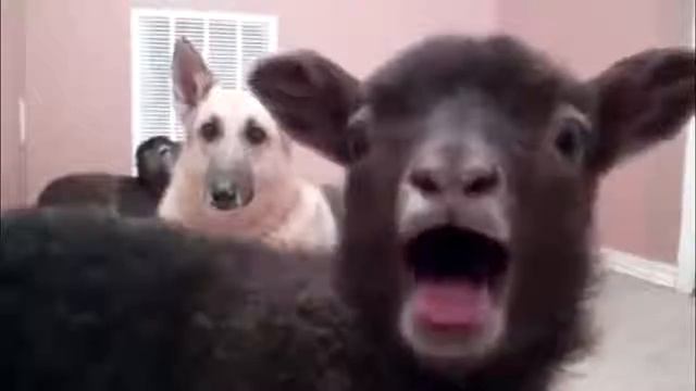 ВидеоОбзор Виталий Кличко смотреть онлайн